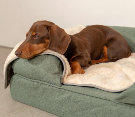 A dachshund snug on an Omlet Bolster bed