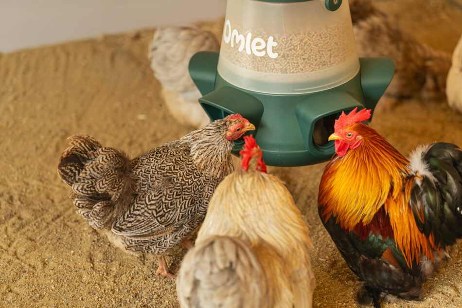 chickens eating from a hanging omlet no waste feeder in a wooden chicken run