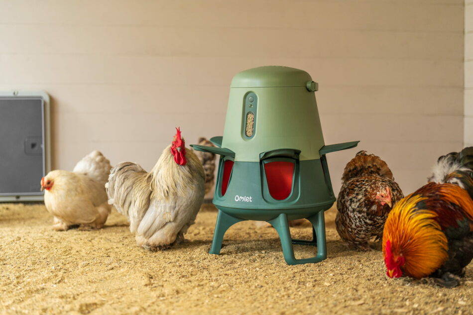 chickens gathered round an omlet smart no waste feeder in a wooden chicken run