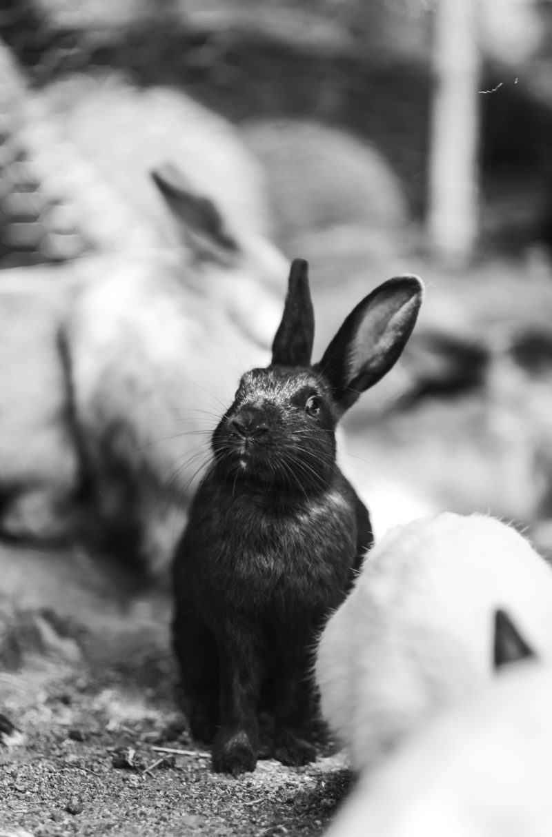 Will My Rabbits Be Ok Outside in the Winter? The Omlet Blog
