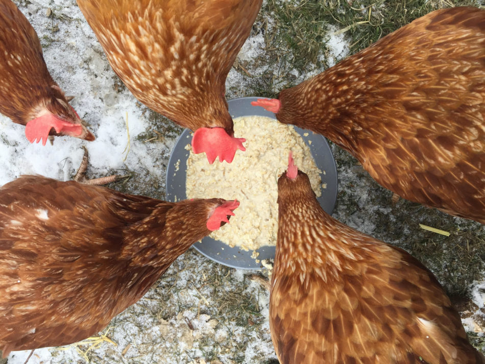 How the Eglu Keeps Your Chickens Warm in Winter - Omlet Blog US