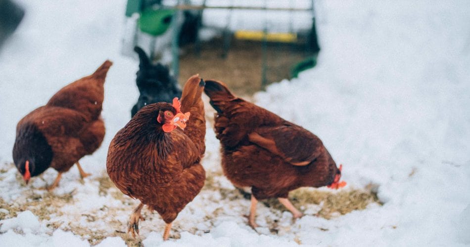 Chickens wandering in the snow with Omlet Eglu Cube Chicken Coop behind them