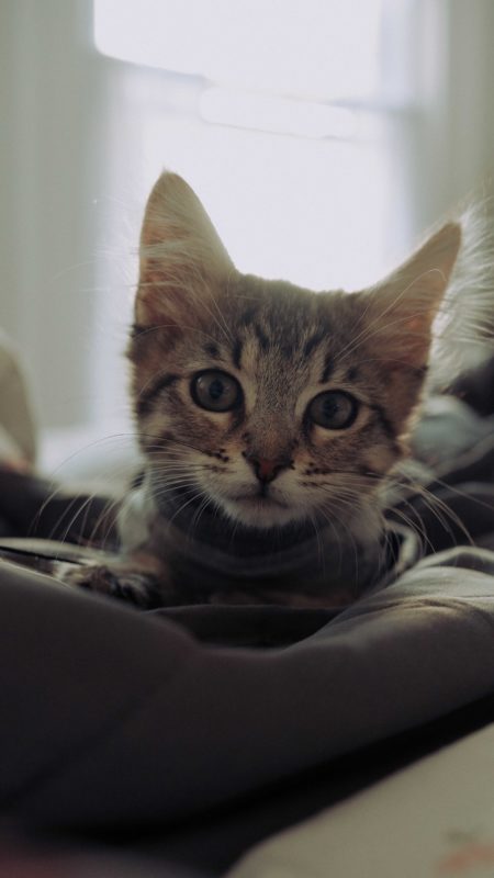 10 Things Humans Do That Cats Hate Omlet Blog Us