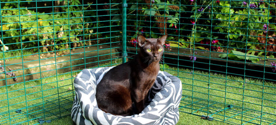 Black cat sitting on bed in Omlet Catio Enclosure