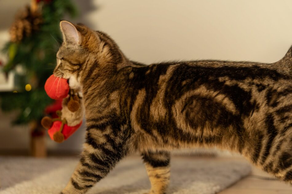 Cat at Christmas, walking with a toy in their mouth