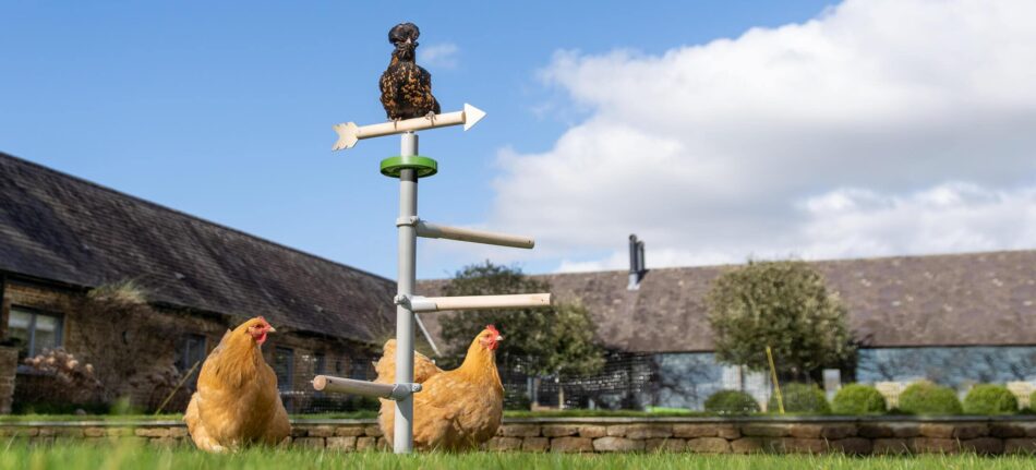 Two different chicken breeds using the Omlet Freestanding Chicken Perch