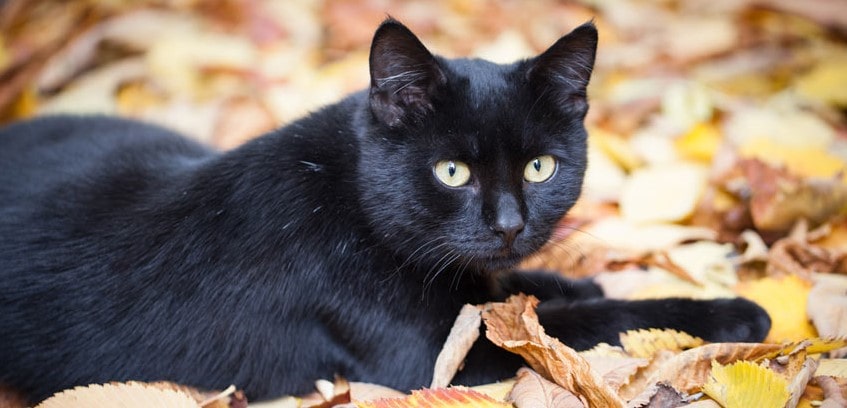 Unlucky black cat sat on leaves