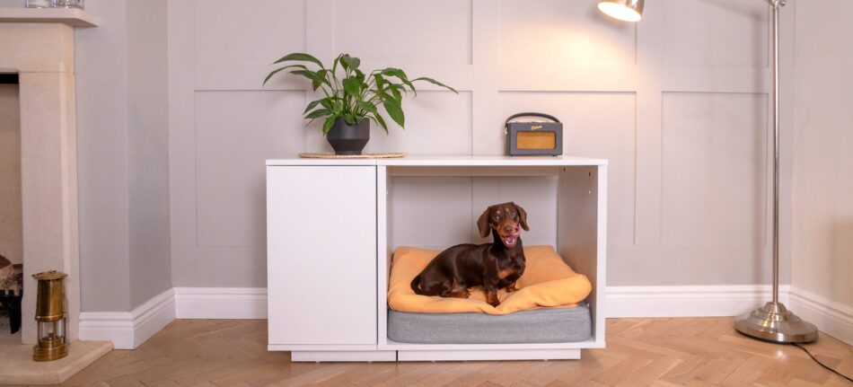 https://blog.omlet.us/wp-content/uploads/sites/6/2021/01/Brown-Dachshund-in-Fido-Nook-Dog-Crate-with-its-tongue-out-950x431.jpg