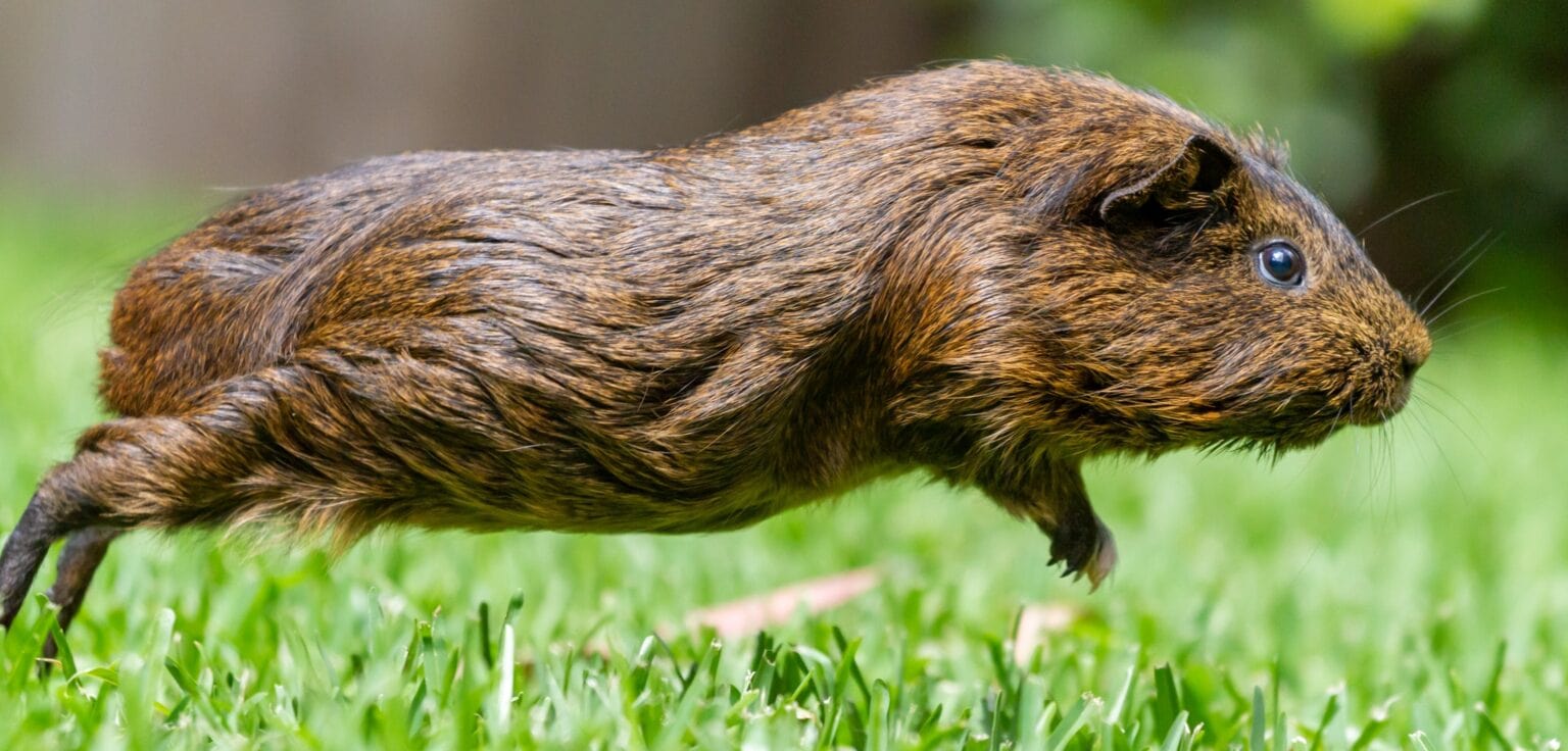 Guinea pig hot sale jumping around