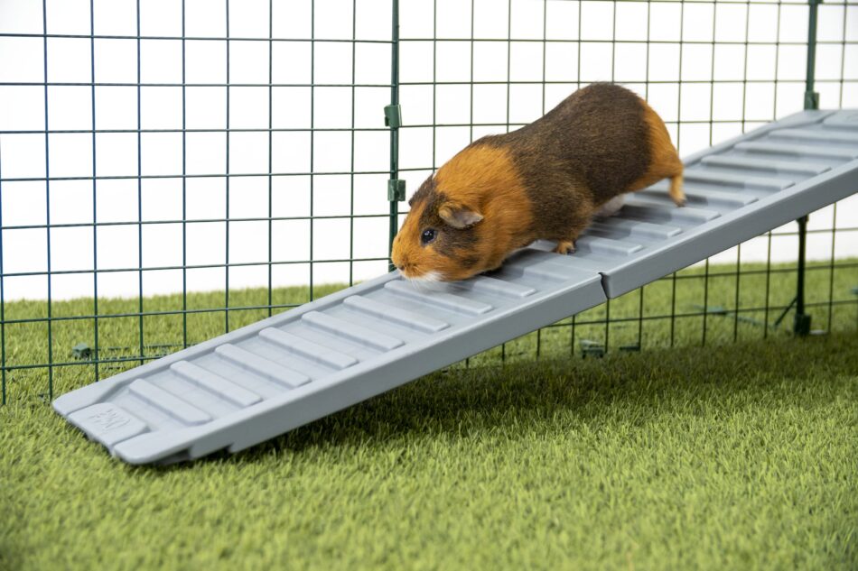 Brown guinea pig using Omlet Zippi Guinea Pig Platforms