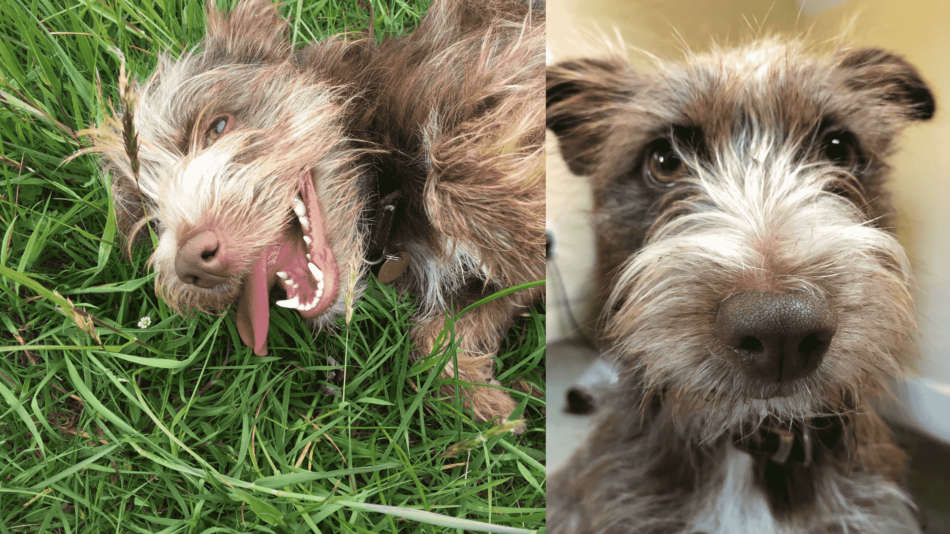 Collage of brown dog smiling