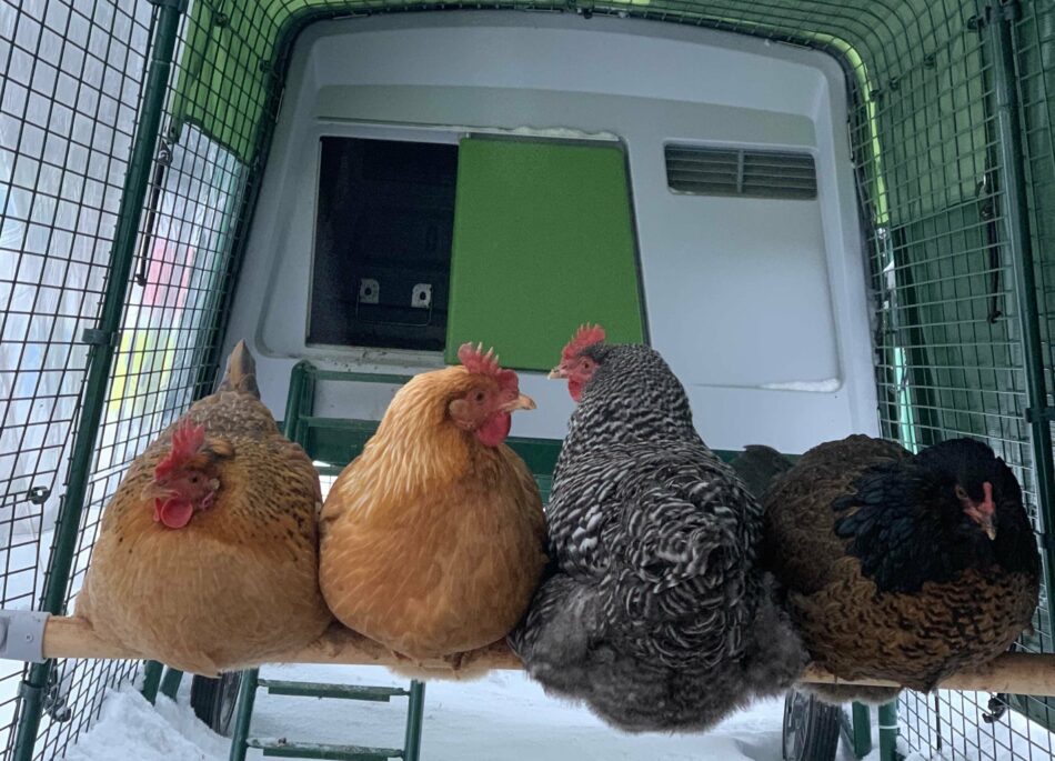 four chickens sat together on a perch inside a run