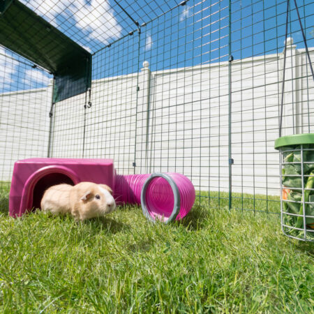 guinea-pig-on-run-with-shelter-and-tunnel