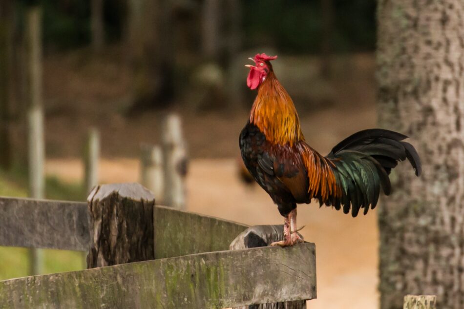 A crowing cockerel stood on a fence