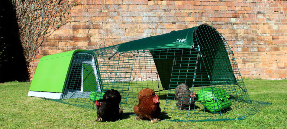 Bantams strolling out of the Omlet Eglu Go Chicken Coop door