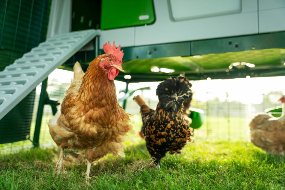 chickens standing in front of eglu pro chicken coop
