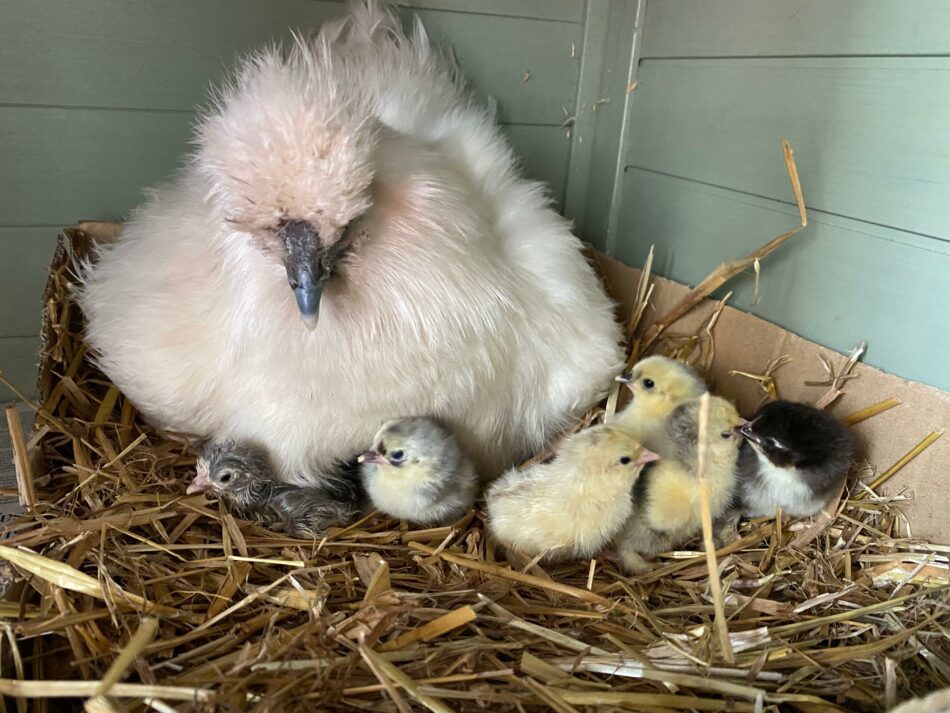 chicks sitting with a mother hen in a wooden coop