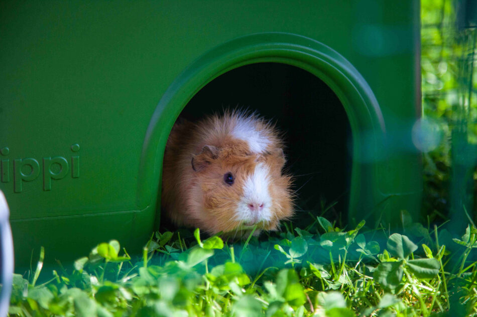 Guinea pig in Omlet Guinea Pig shelter green