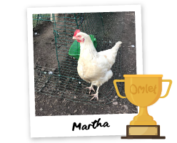Pride of Omlet: The Constant Companion - Omlet Blog US