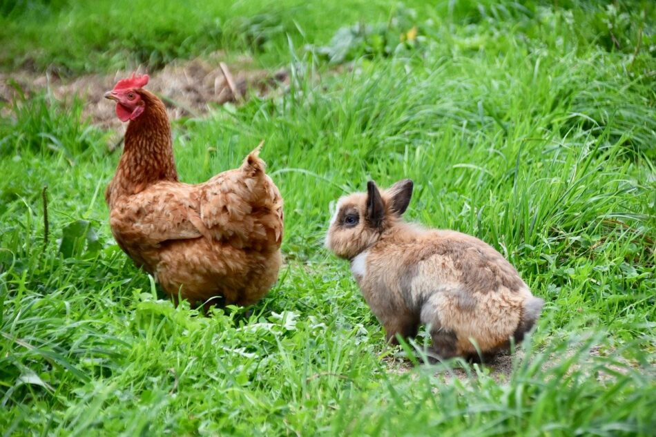 Brown rabbit hopping behind chicken