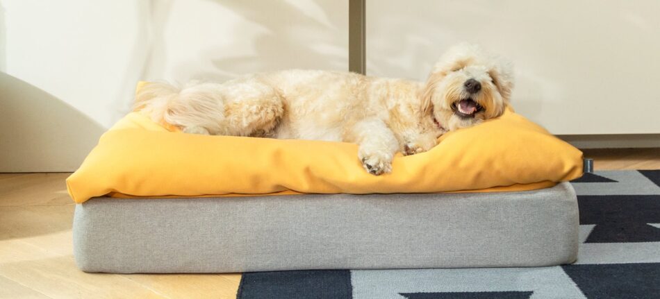 https://blog.omlet.us/wp-content/uploads/sites/6/2021/04/Dog-lying-on-yellow-beanbag-topper-on-Omlet-Topology-dog-bed-950x431.jpg