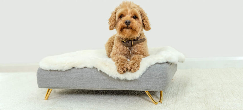Dog wearing collar on Topology dog bed with sheepskin topper