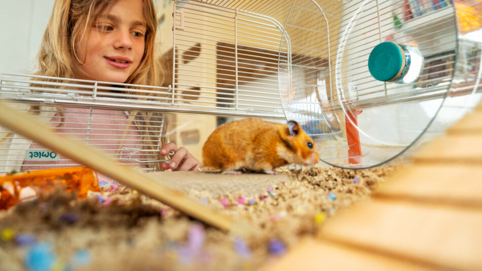 Girl looking at a hamster in the Omlet hamster habitat