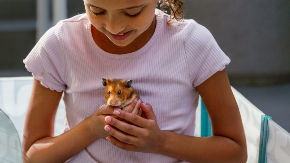 Little girl holding a hamster in the Omlet playpen