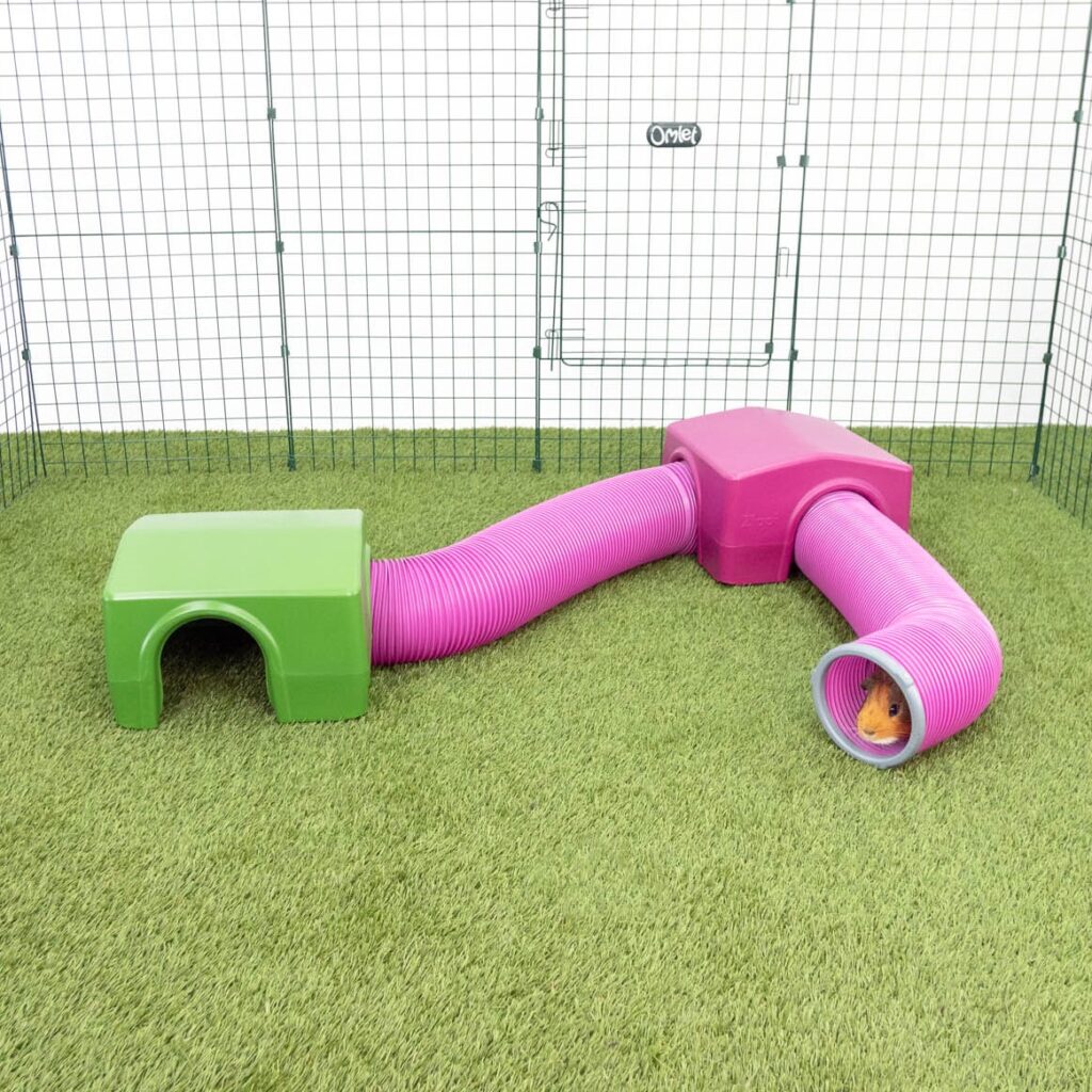 Guinea Pig Activities How to Keep Your Furry Friends Entertained