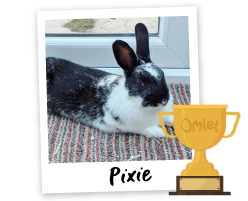 Pride of Omlet: Brave Bunnies - Omlet Blog US