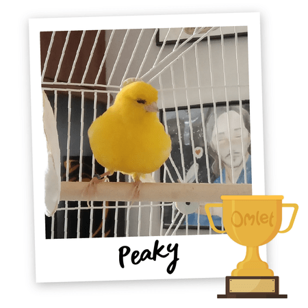 Pride of Omlet: Perfect Peaky - Omlet Blog US