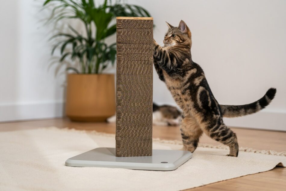 Cat scratching Omlet's Stak cat scratcher with plant in background
