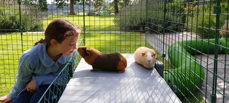 Meisje kijkt naar cavia's in Omlet buitenren voor cavia's