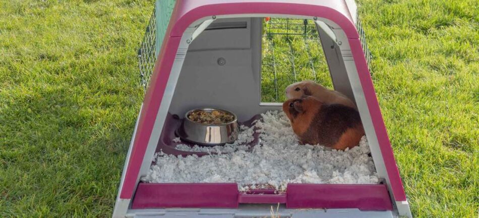 Cavia's in een schoon Omlet Eglu caviahok met nestmateriaal