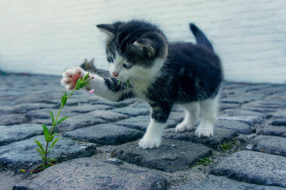 Kitten playing with flower outside