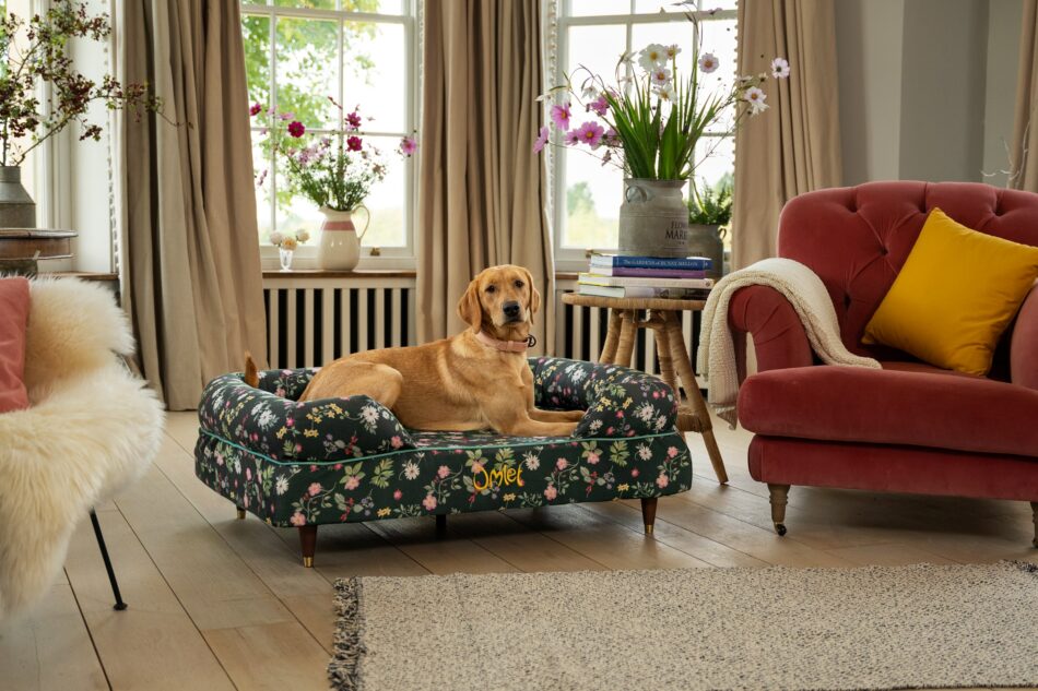 Labrador in living room on Midnight Meadow print Bolster dog bed