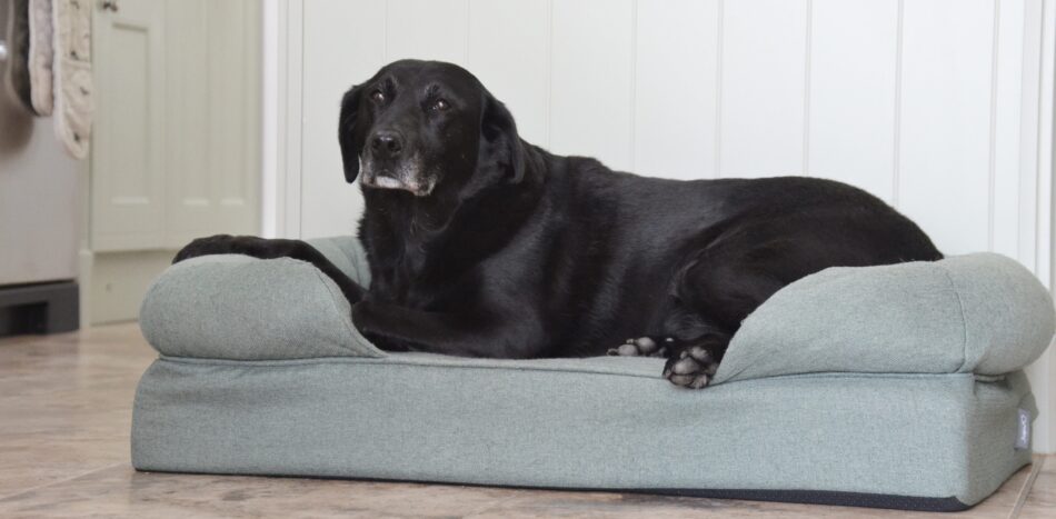 Senior Labrador Retriever liggend op Omlet Bolsterbed voor honden