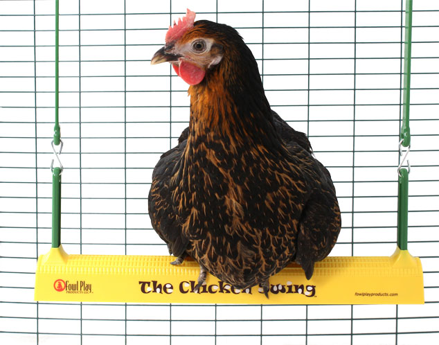 A chicken sitting on the Omlet Chicken Swing