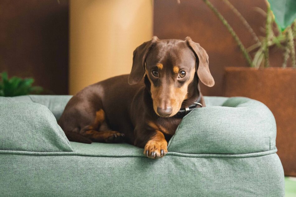Dachshund looking at camera, lying on Omlet Memory Foam Bolster Dog Bed