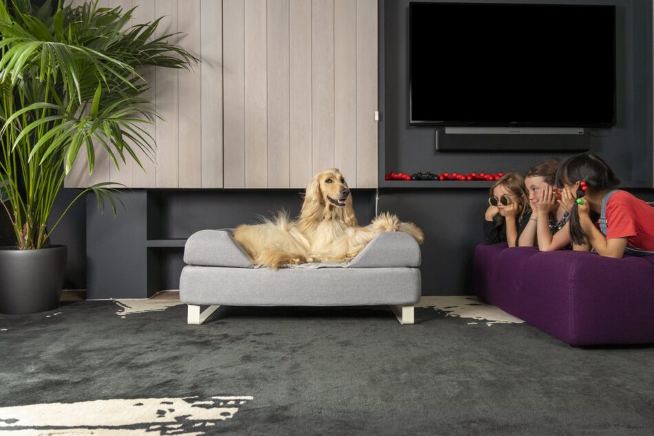 Three girls looking at long haired dog sat on Omlet Topology Dog Bed