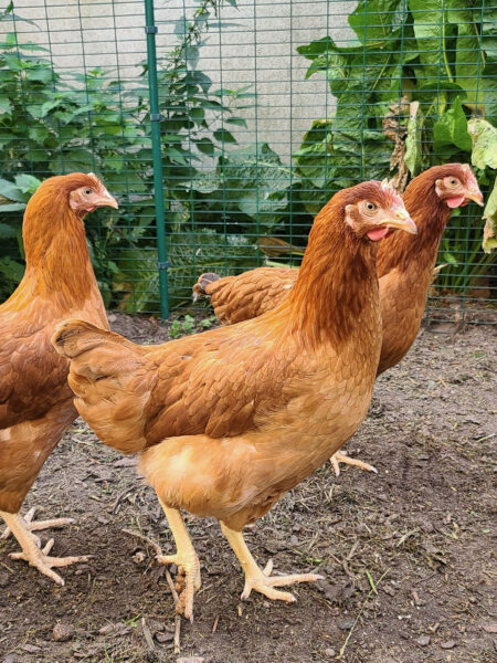 Three brown chickens outside