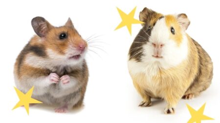 Guinea Pig Or Hamster? Which Is Right For You? Learn The 7 Key Differences