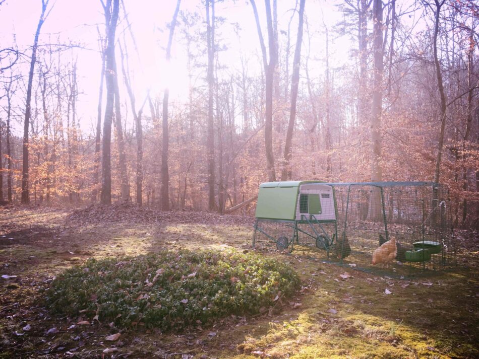 Eglu Cube chicken coop outside in the fall