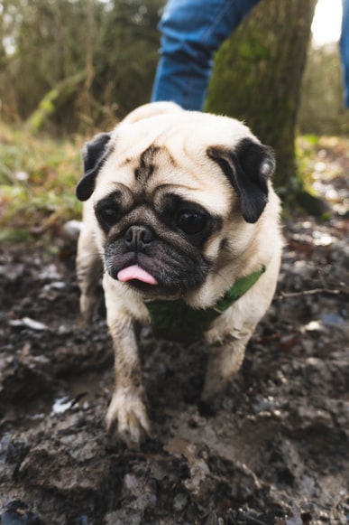 https://blog.omlet.us/wp-content/uploads/sites/6/2021/10/Muddy-pug-in-the-woods.jpg