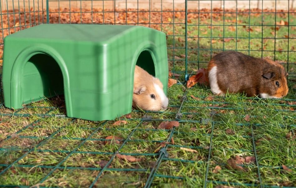 Two guinea pigs in fall using their Omlet Zippi Shelter in their outdoor Omlet guinea pig run