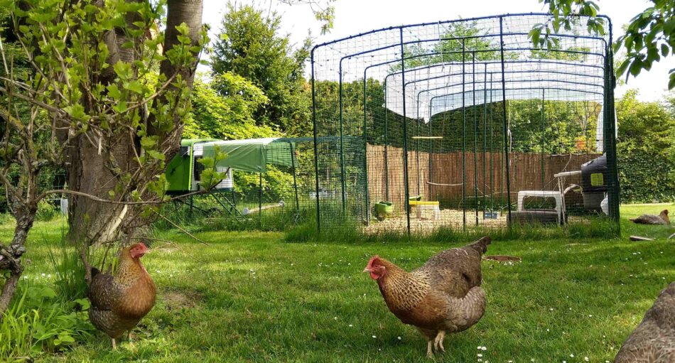 The 7 Quietest Chicken Breeds for a Peaceful Backyard - The Egg Carton  Store Blog