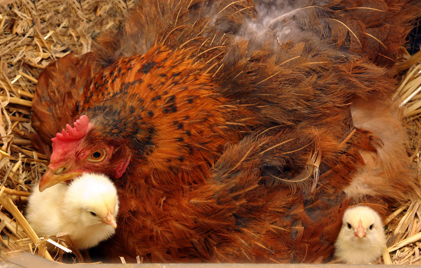 A mother hen looking after her chicks