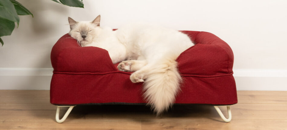 cat sleeping on red bolster cat bed