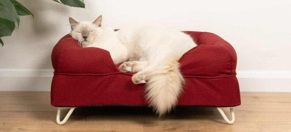 Top rated hot sale cat beds