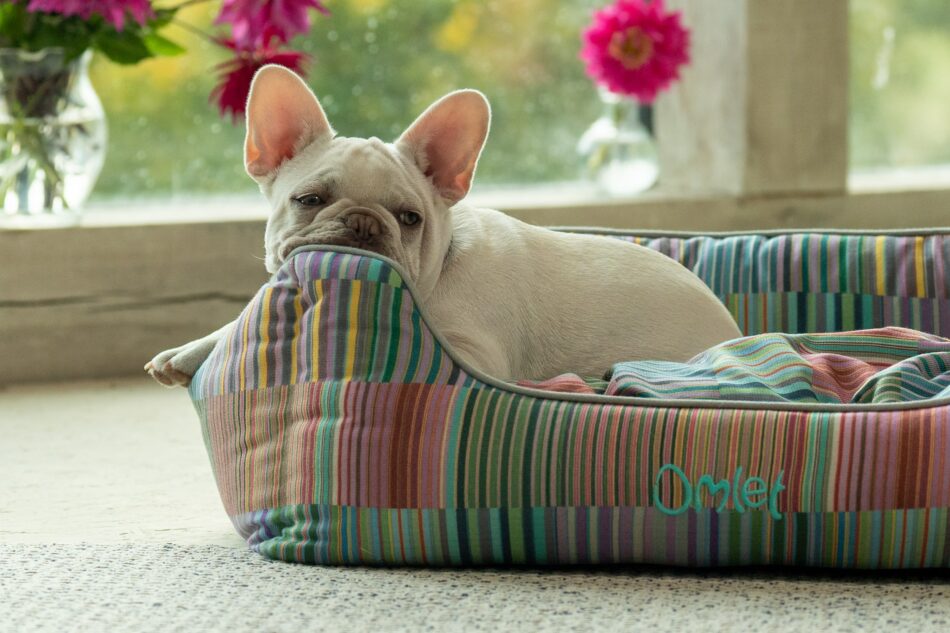 French Bulldog lying on Omlet Nest dog bed in Pawsteps Electric print